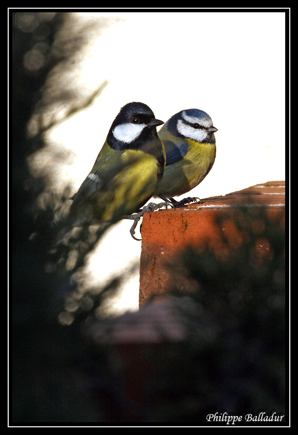 Mésanges du jardin Cousin_Cousine