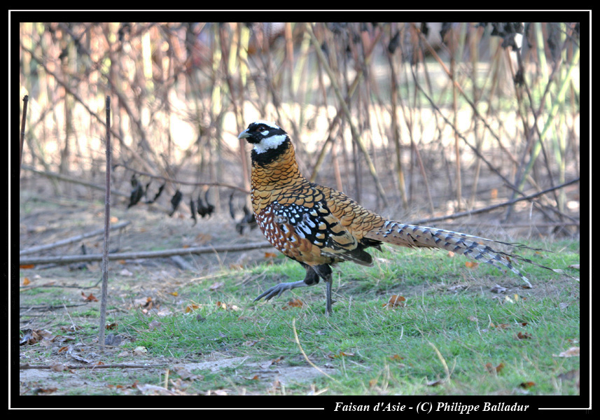 Sortez vos poules et autres gallinacés ! Faisan_dore