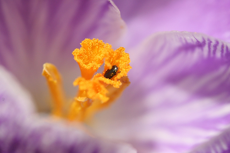 Plongeon dans les crocus... Crocus