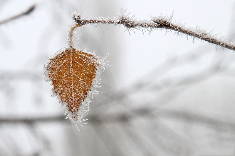 Coup de Coeur n 11 : Premier Frimas Epine_de_givre