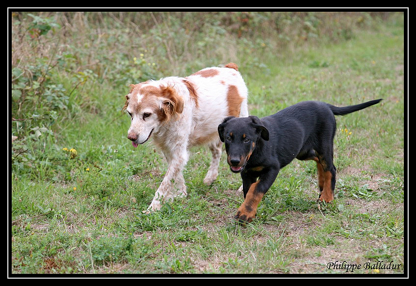 Le vieux et le puppy... Beauceron1