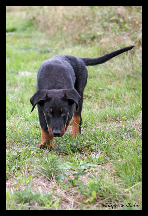 Le vieux et le puppy... Beauceron3