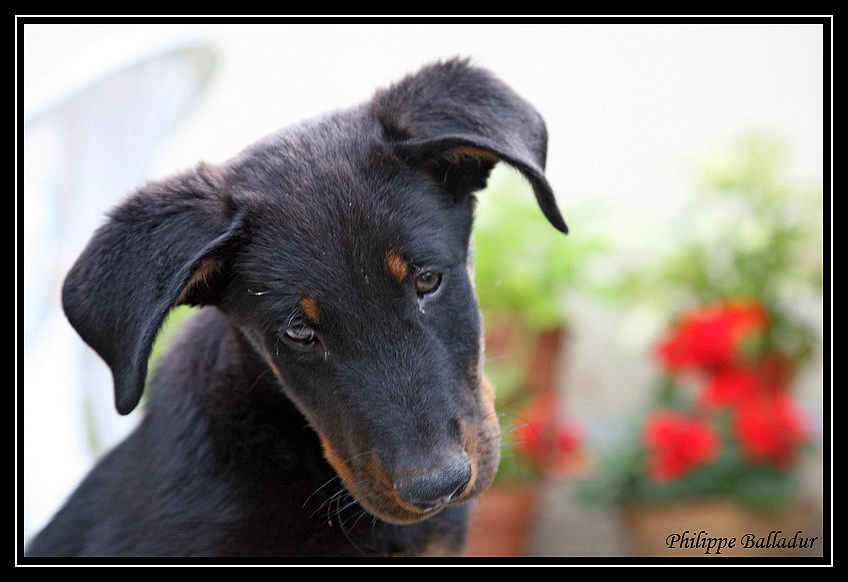 Le vieux et le puppy... Beauceron4