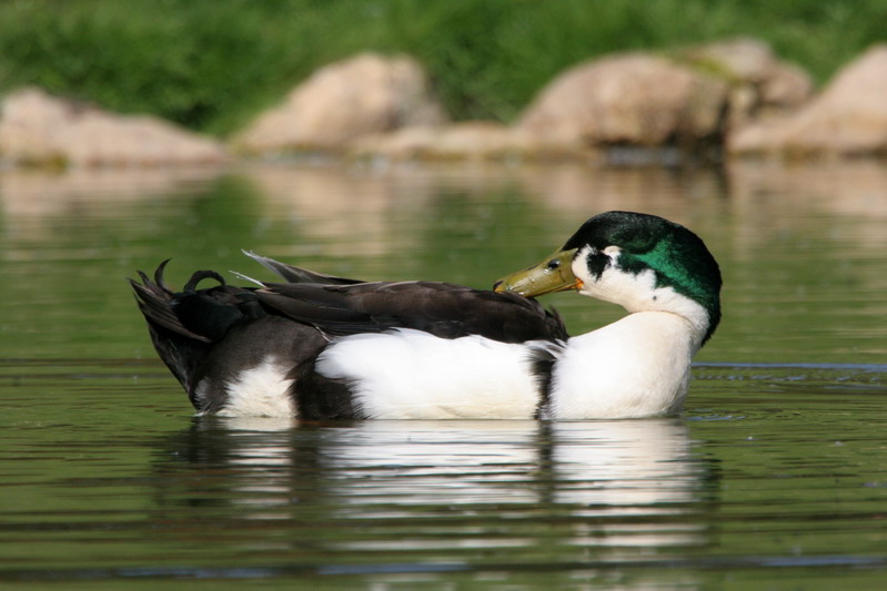 Affut flottant au canard ! Canard