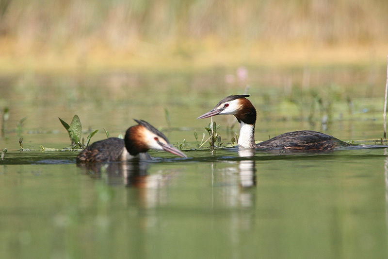 Au milieu de l'étang Grebe1