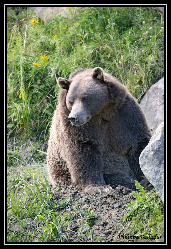 Qu'est-ce que c'est ce Maakh ? Grizzli2