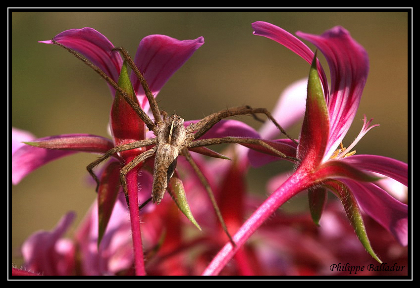 Pisaure Mirabilis Pisaure_Mirabilis