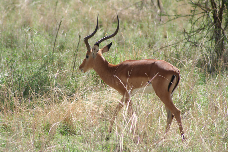 Impala du Tarangire Impala