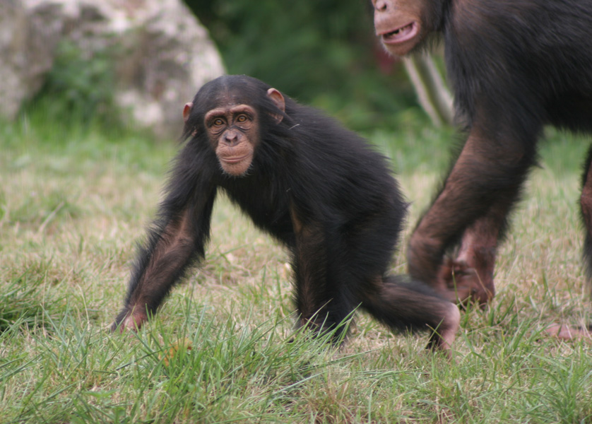 Animals babies 2 Petitchimpanze