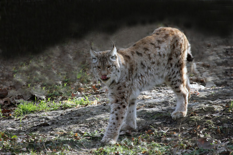 Enfin les lynx se montrent ! Lynxpardelle