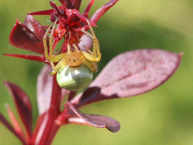 Un petit sourire de courge... Araigneecourge