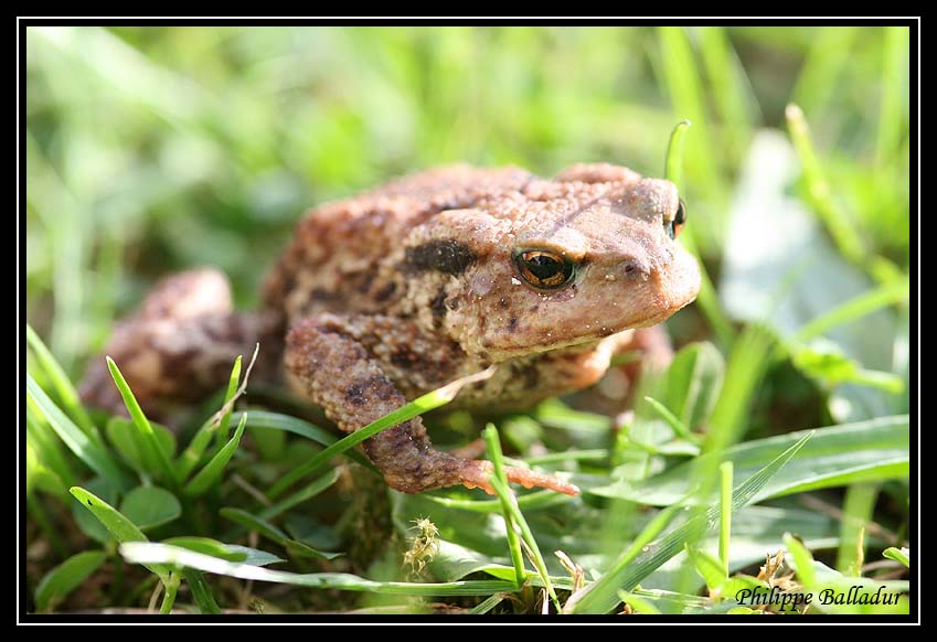 Un petit mâle pour Bertha... Crapaud_commun_18