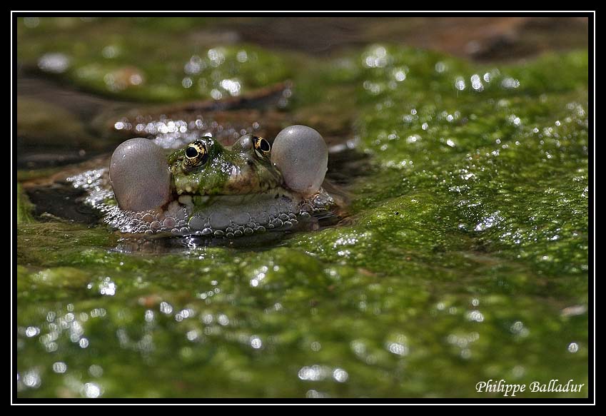 La famille Racoon s'agrandit... Grenouille_verte_13