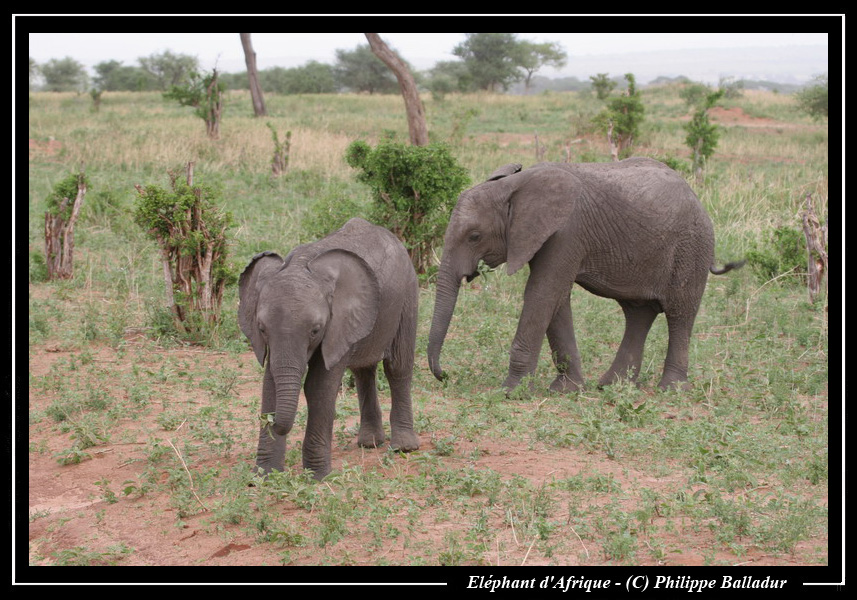 Les bébés animaux Elephant_03