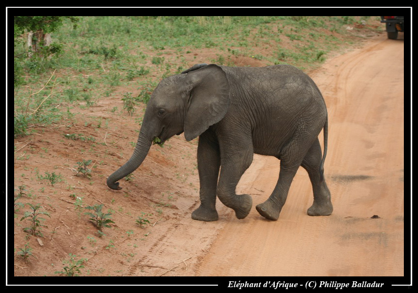 Les bébés animaux Elephant_05