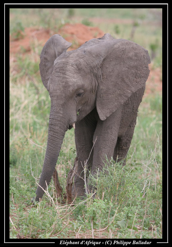 Les bébés animaux Elephant_06