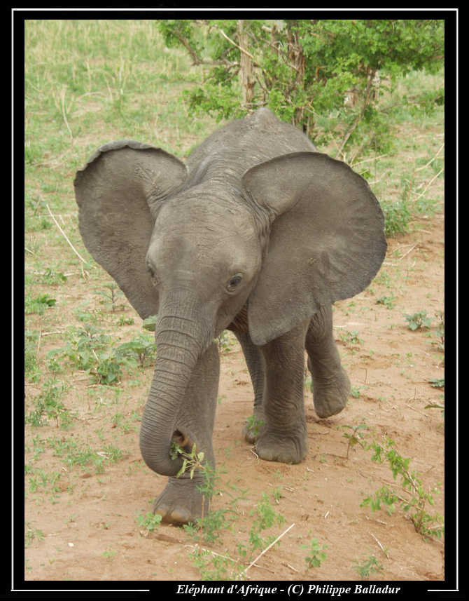 Les bébés animaux Elephant_07