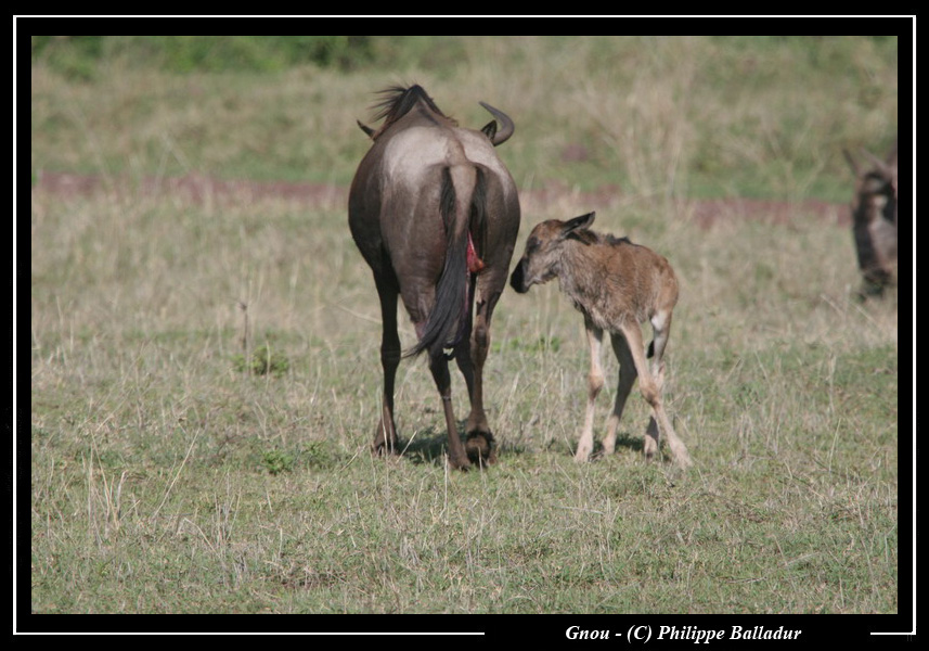 Les bébés animaux Gnou_21