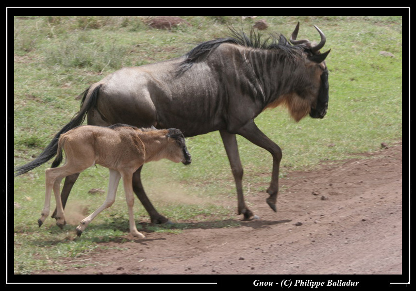 Les bébés animaux Gnou_26