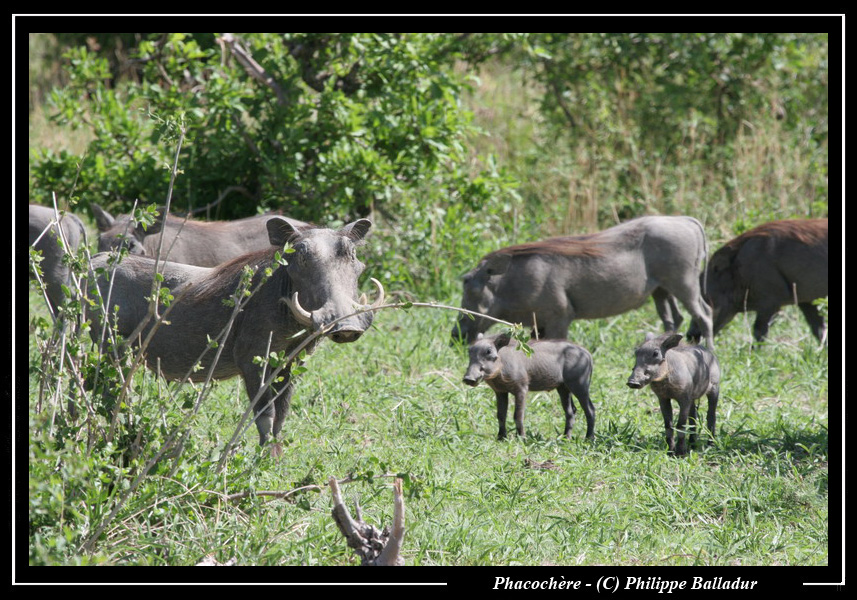 Les bébés animaux Phacochere_04