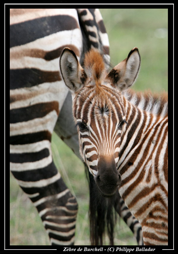 Les bébés animaux Zebre_18