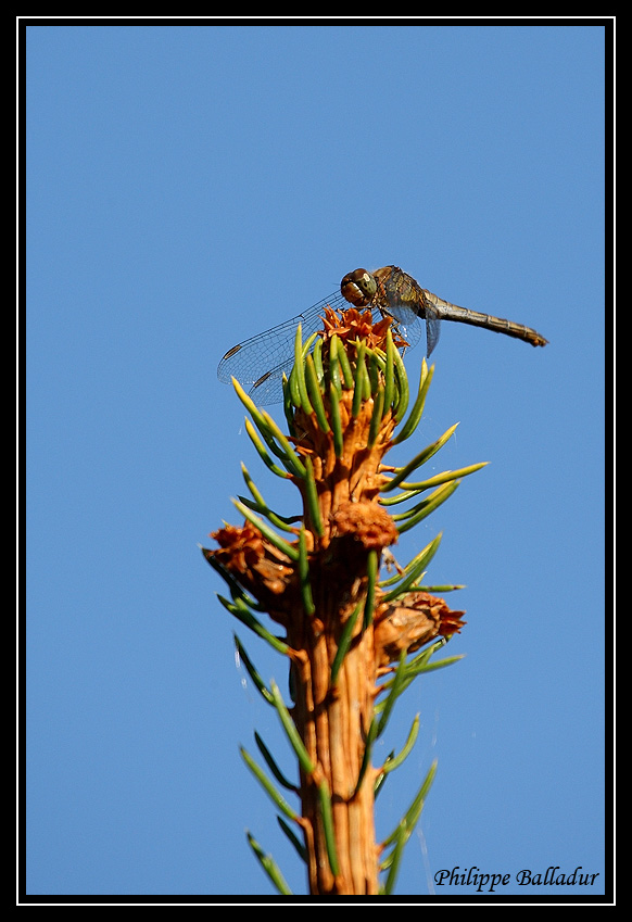 Rencontre au  sommet Libellule_02