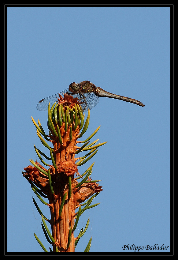 Rencontre au  sommet Libellule_07