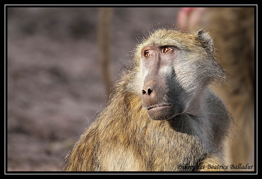 Baboon's life Babouin_01