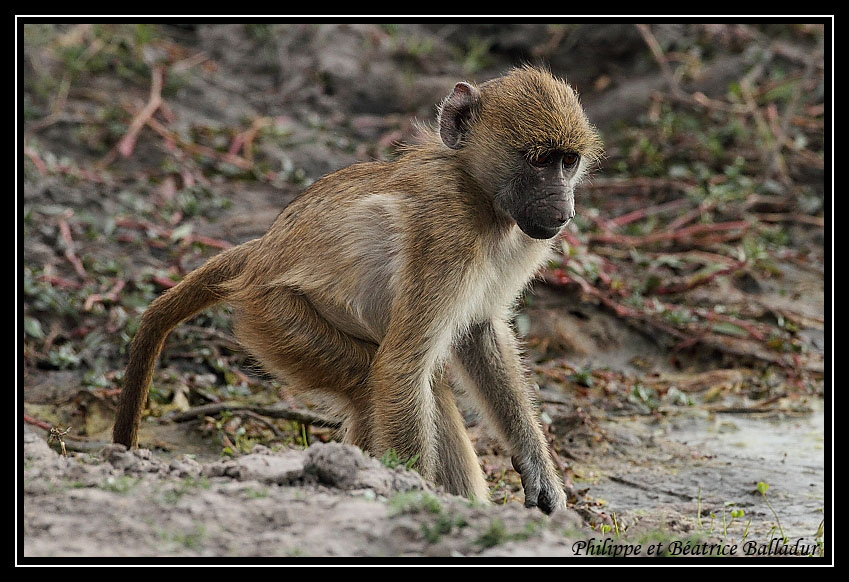 Baboon's life Babouin_14