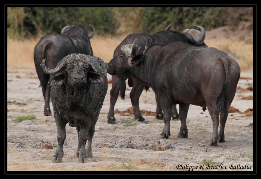 Dans la famille Buffle... Buffle_03