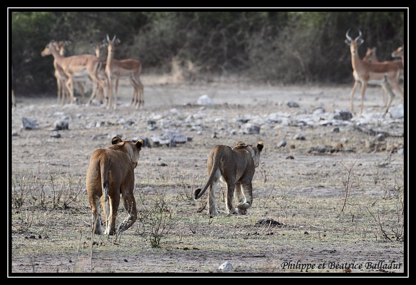 Les lions du Botswana... Lion_01