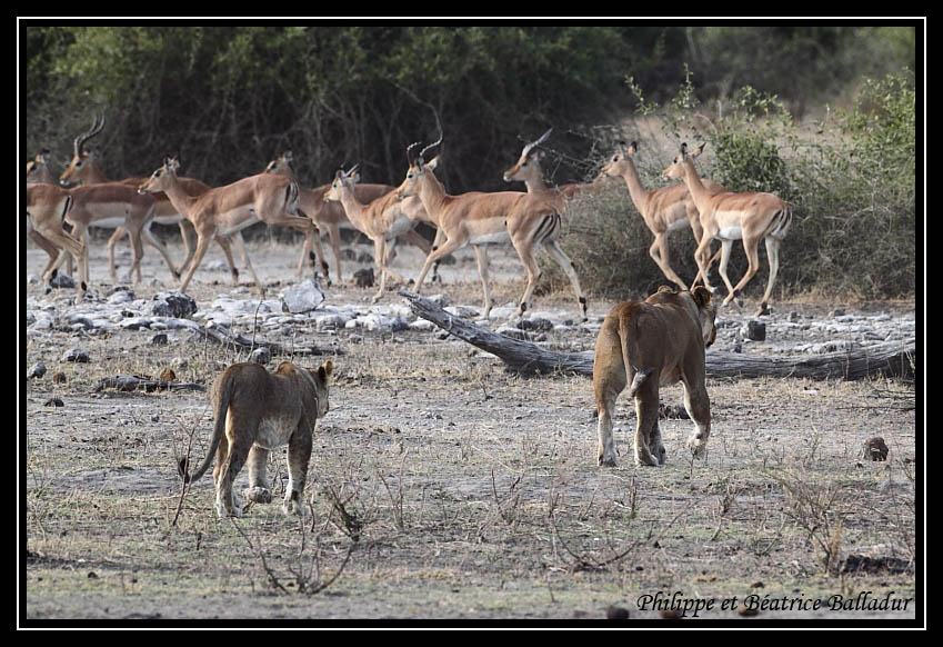 Les lions du Botswana... Lion_02