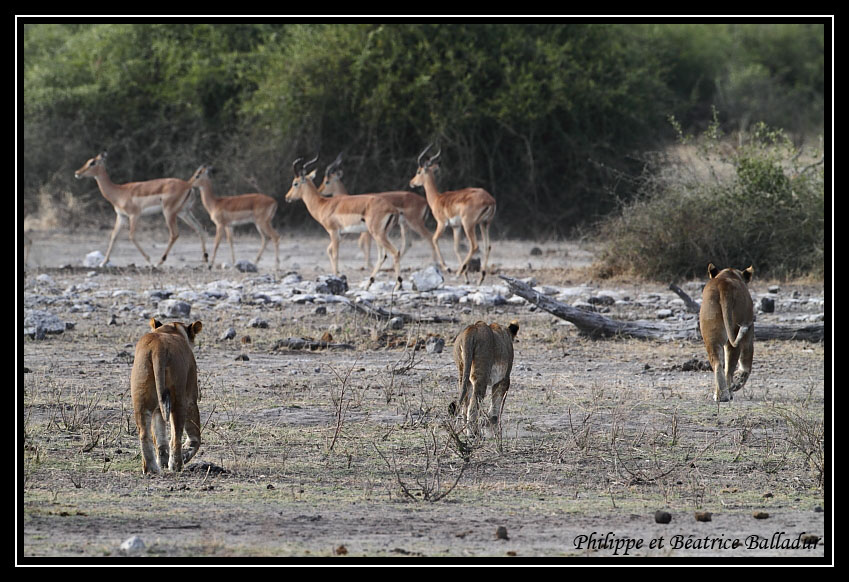 Les lions du Botswana... Lion_03
