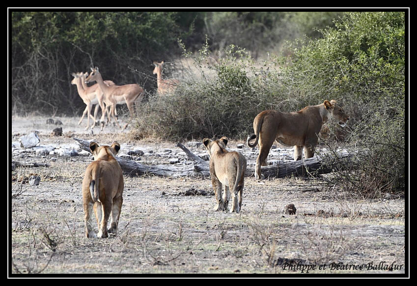 Les lions du Botswana... Lion_04