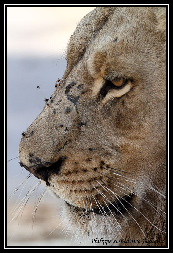 Les lions du Botswana... Lion_08