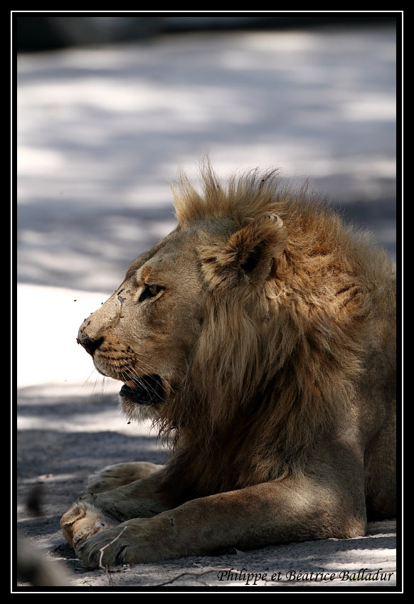 Les lions du Botswana... Lion_10
