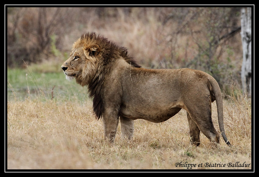 Les lions du Botswana... Lion_13