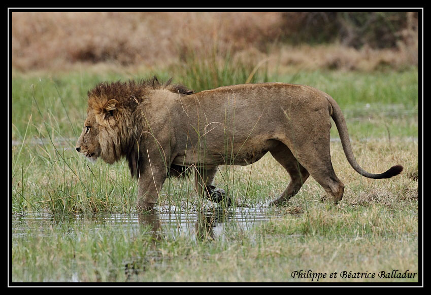 Les lions du Botswana... Lion_14