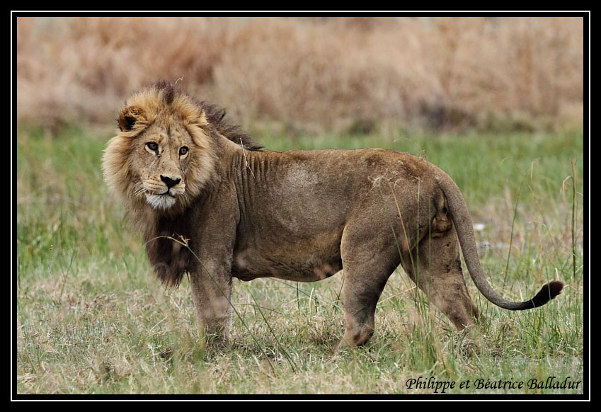 Les lions du Botswana... Lion_16