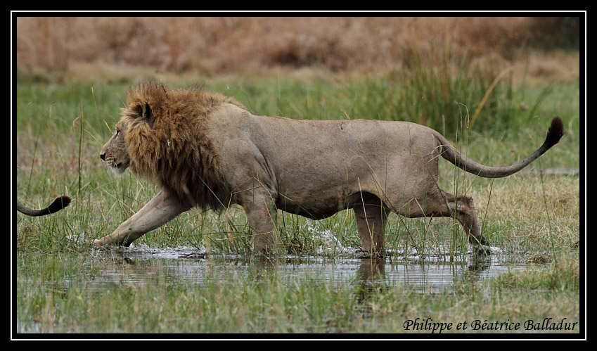 Les lions du Botswana... Lion_18