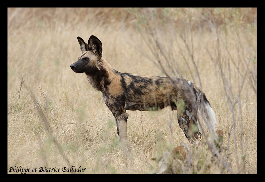 Le Lycaon... redoutable prédateur africain. Lycaon_01