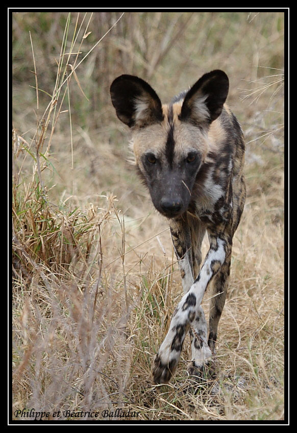 Le Lycaon... redoutable prdateur africain. Lycaon_02