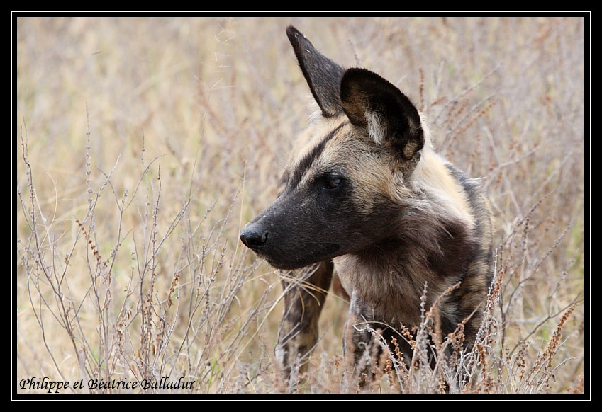 Le Lycaon... redoutable prdateur africain. Lycaon_05