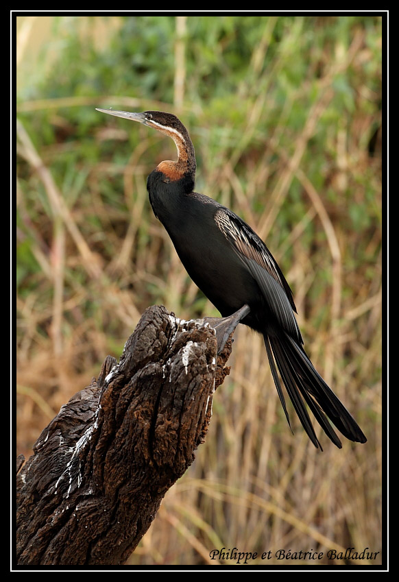 L'Anhinga d'Afrique Anhinga_Africain_05