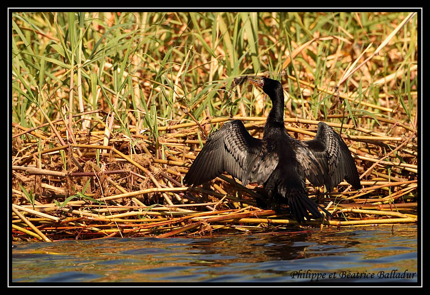 L'Anhinga d'Afrique Cormoran_Africain