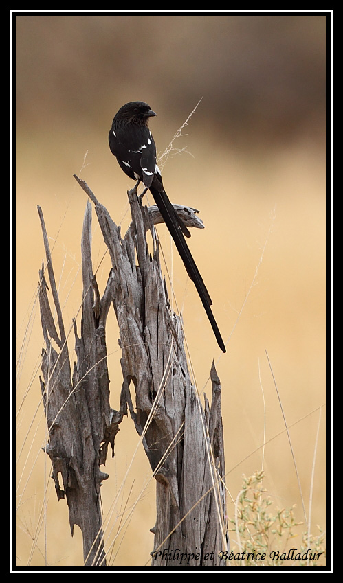 Corvinelle noir et blanc Corvinelle_03