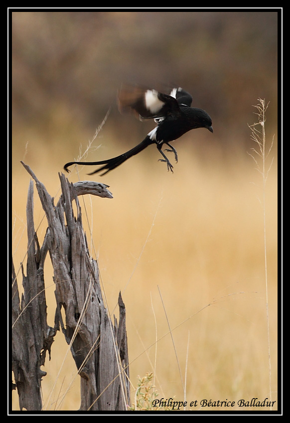 Corvinelle noir et blanc Corvinelle_04