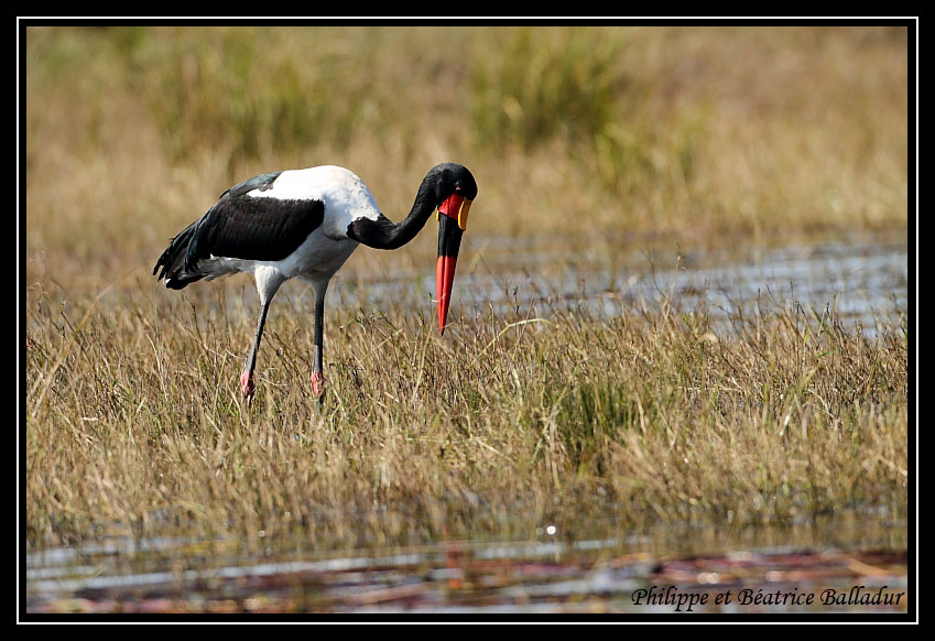 Le Jabiru d'Afrique Jabiru_01