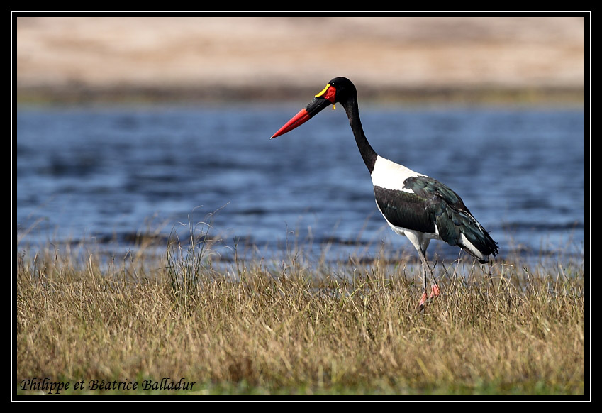 Le Jabiru d'Afrique Jabiru_02