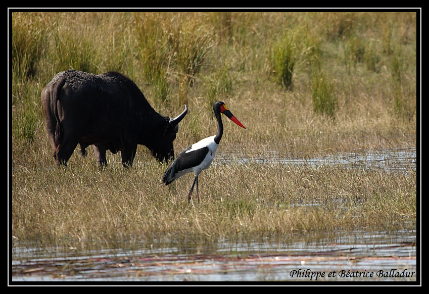 Le Jabiru d'Afrique Jabiru_08